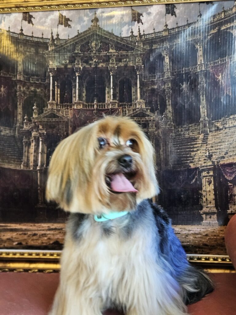 Yorkshire Terrier com tosa personalizada na tesoura na Realeza Pets