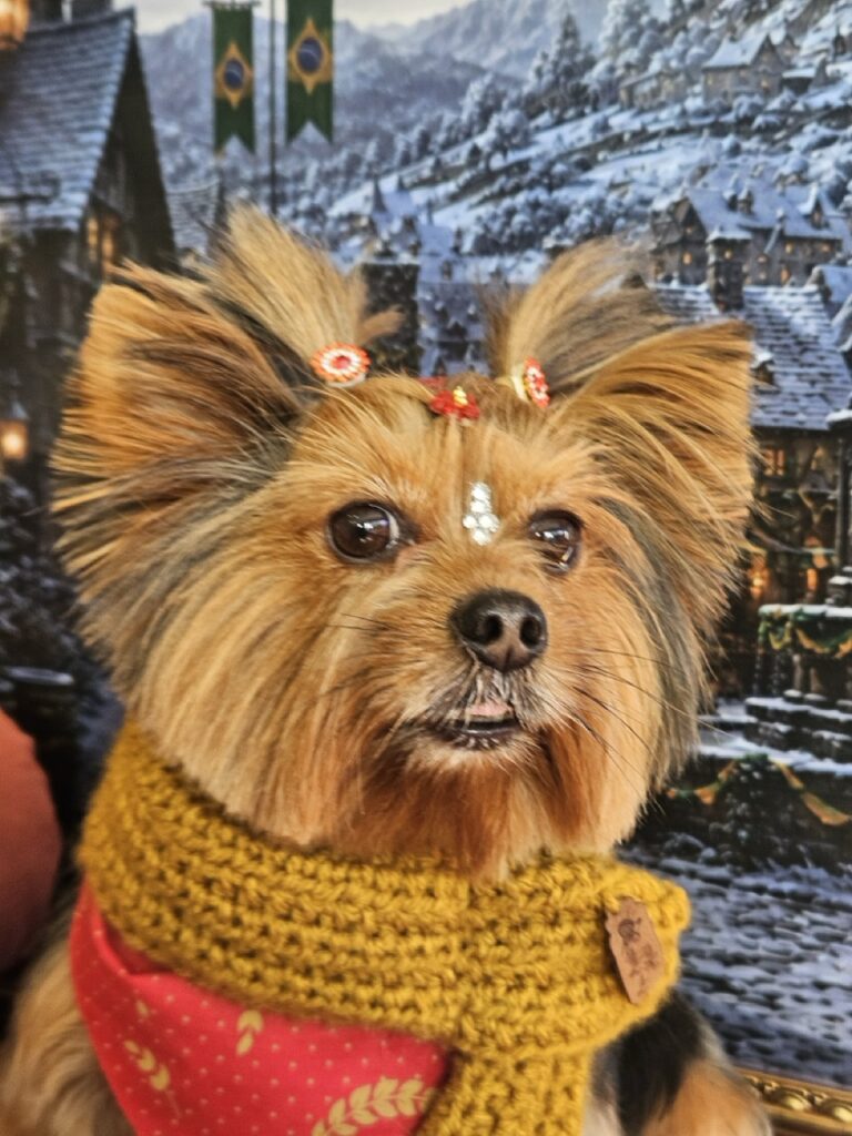Yorkshire Terrier filhote depois de tomar banho e fazer tosa na tesura na Realeza Pets em Curitiba