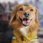 Apolo