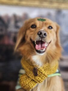 Apolo