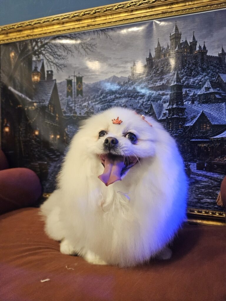 Zara, uma Spitz Alemã super calminha.