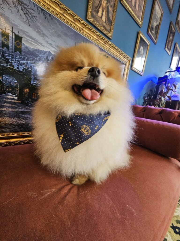 Este é o Kiko, Spitz que vem desde o dia de abertura da Realeza.
