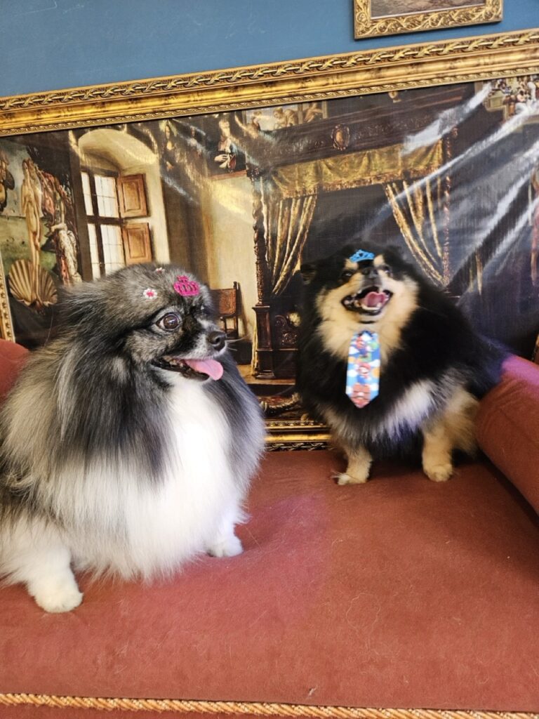 Duke e Sophie, os dois Spitz irmãos. Sempre vêm acompanhados para tomar banho na Realeza