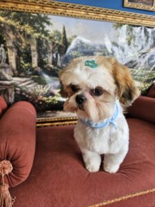 Oliver - Tosa Bebê