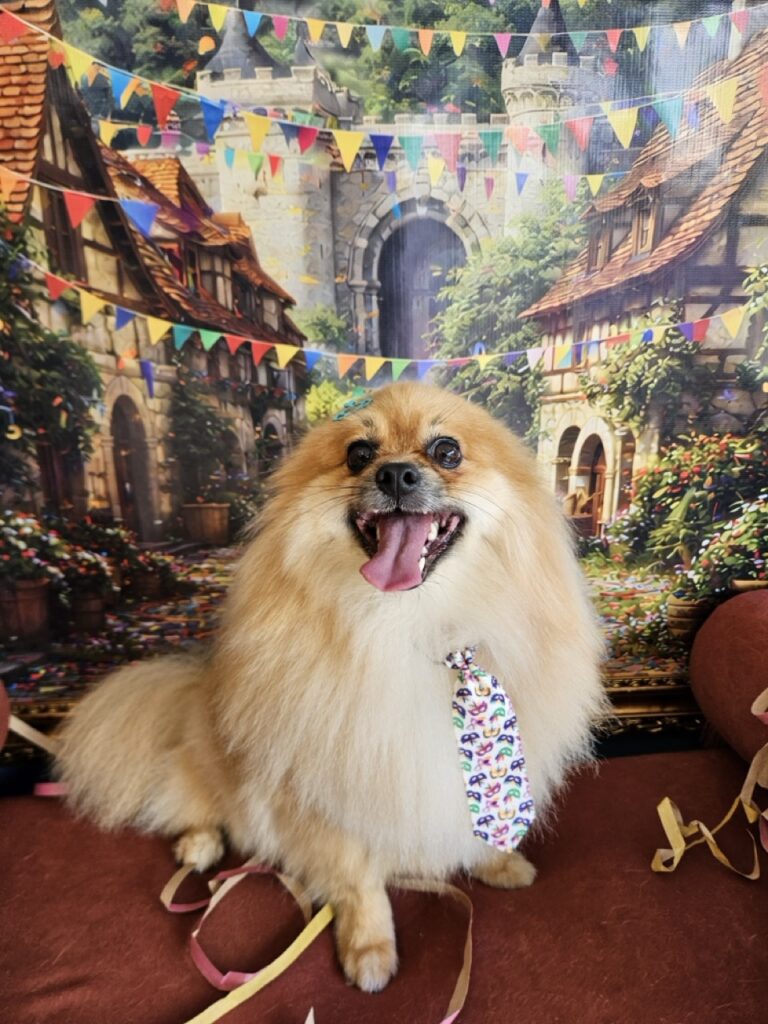 Nemo, o Spitz que veio na época do Carnaval e ficou!