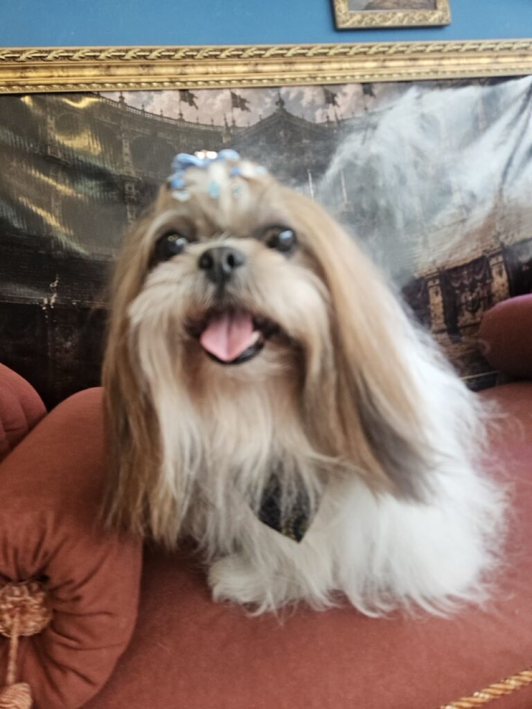 Katy Perry, uma shih tzu de pelo longo muito ativa, aí embola. Nosso trabalho é cuidar do pelo dela toda semana para evitar embolo e nós.