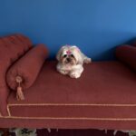 Lola