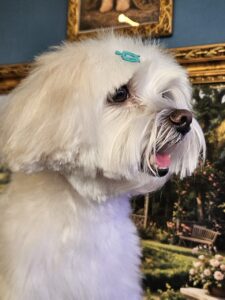 Levi - Tosa Bebê