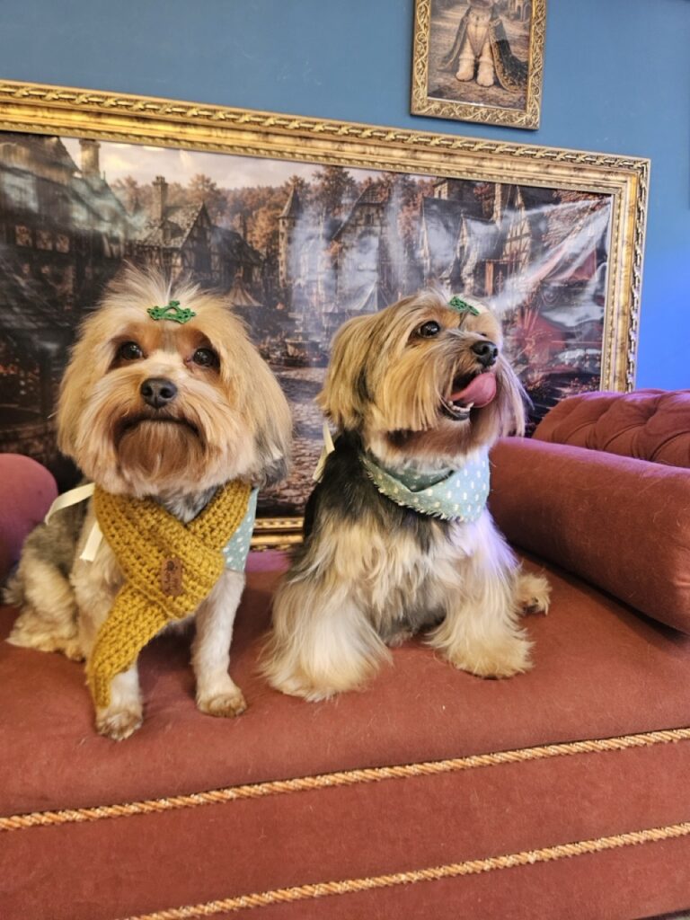 Dois Yorkshire Terrier, irmãs, na Realeza Pets em Santa Felicidade