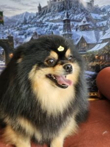 Duke