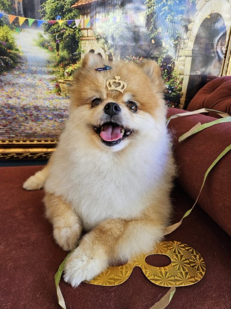 Juma, um Lulu da Pomerânia lindo