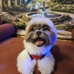 Balu