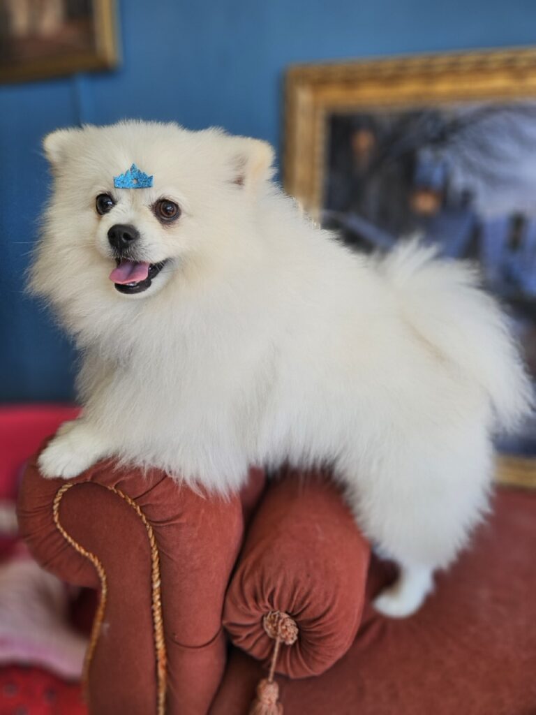 Fred, o Spitz Alemão branco. 