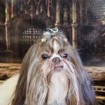 Leia