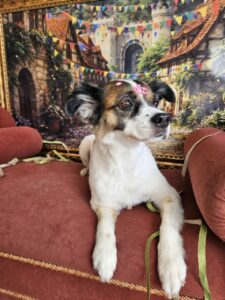 Princesa - Tosa Total