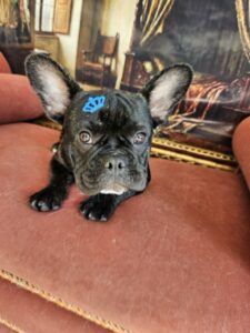 Théo