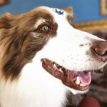 Maximus