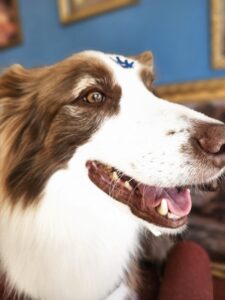 Maximus