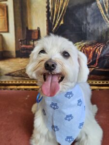 Teddy - Tosa Bebê