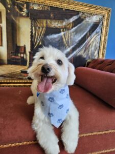 Teddy - Tosa Bebê