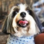 Angus