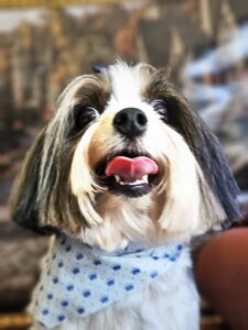 Angus