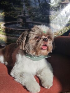 Luigi - Tosa Bebê
