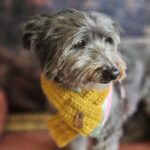 Pipoca