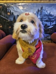 Lucky - Tosa Bebê