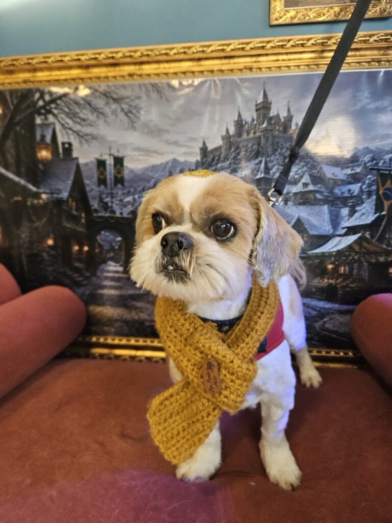 Koda, o Shih Tzu com problemas comportamentais, pós-tosa aqui na Realeza Pets