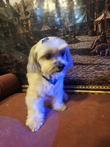 Billy - Tosa Bebê