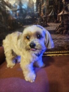 Billy - Tosa Bebê