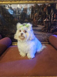 Mel - Tosa Bebê