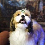 Theodor