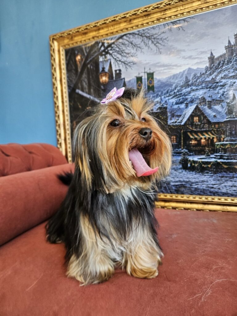 Um filhote de Yorkshire Terrier depois do seu banho semanal na Realeza Pets