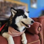 Arya