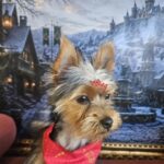 Chico