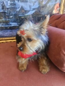Chico - Tosa Personalizada