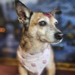 Rosie