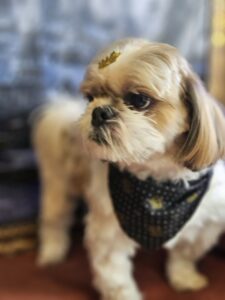Thor - Tosa Bebê