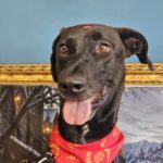 Balu