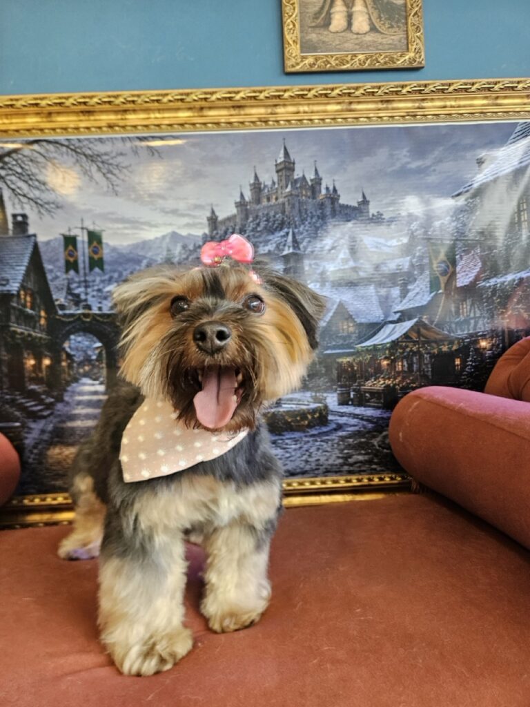 Yorkshire Terrier após banho e tosa na Realeza Pets em Curitiba