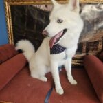 Apollo
