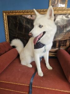 Apollo