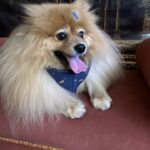 Simon